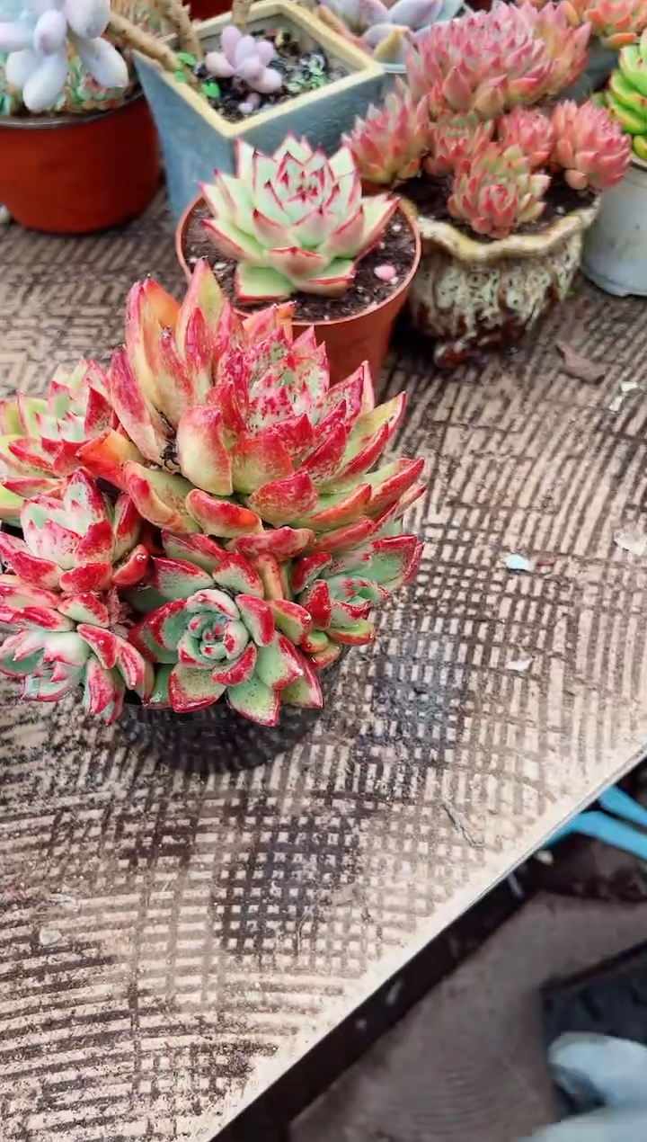 咩*多肉植物一物一拍06072