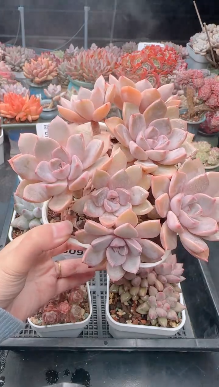 【闪购商品】5103红粉佳人