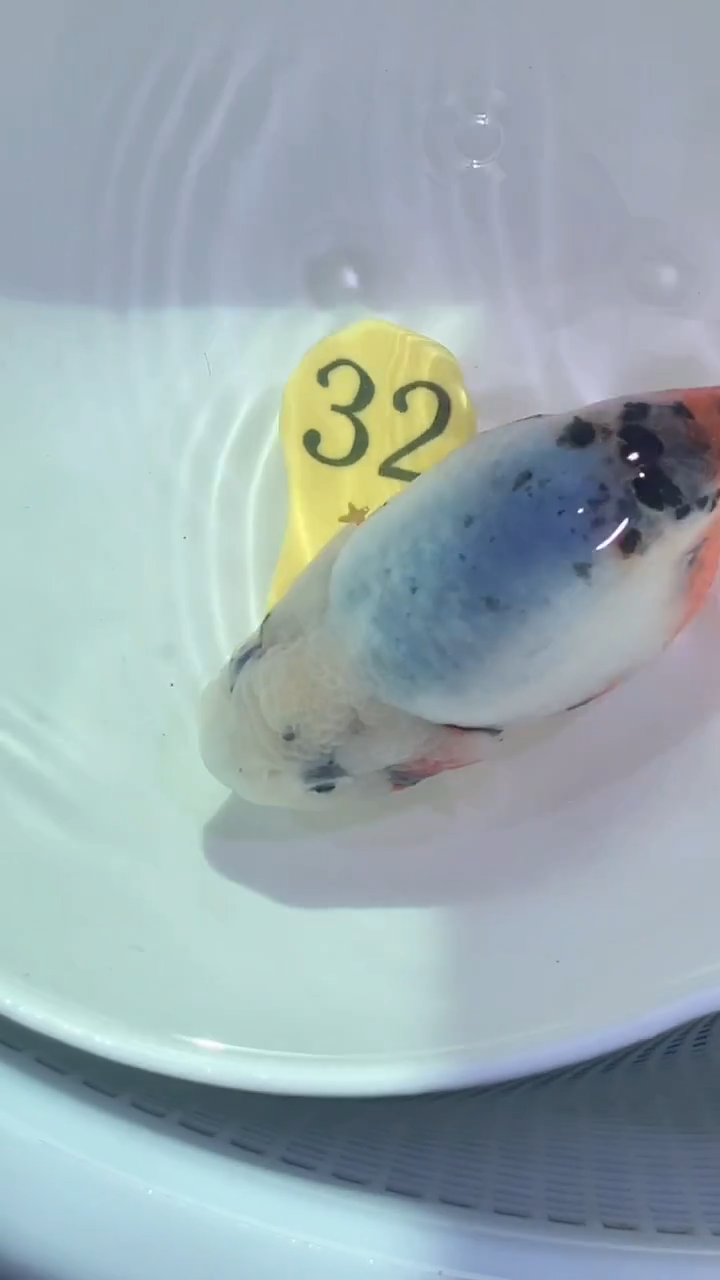 狮头鱼孤***青一只兰寿