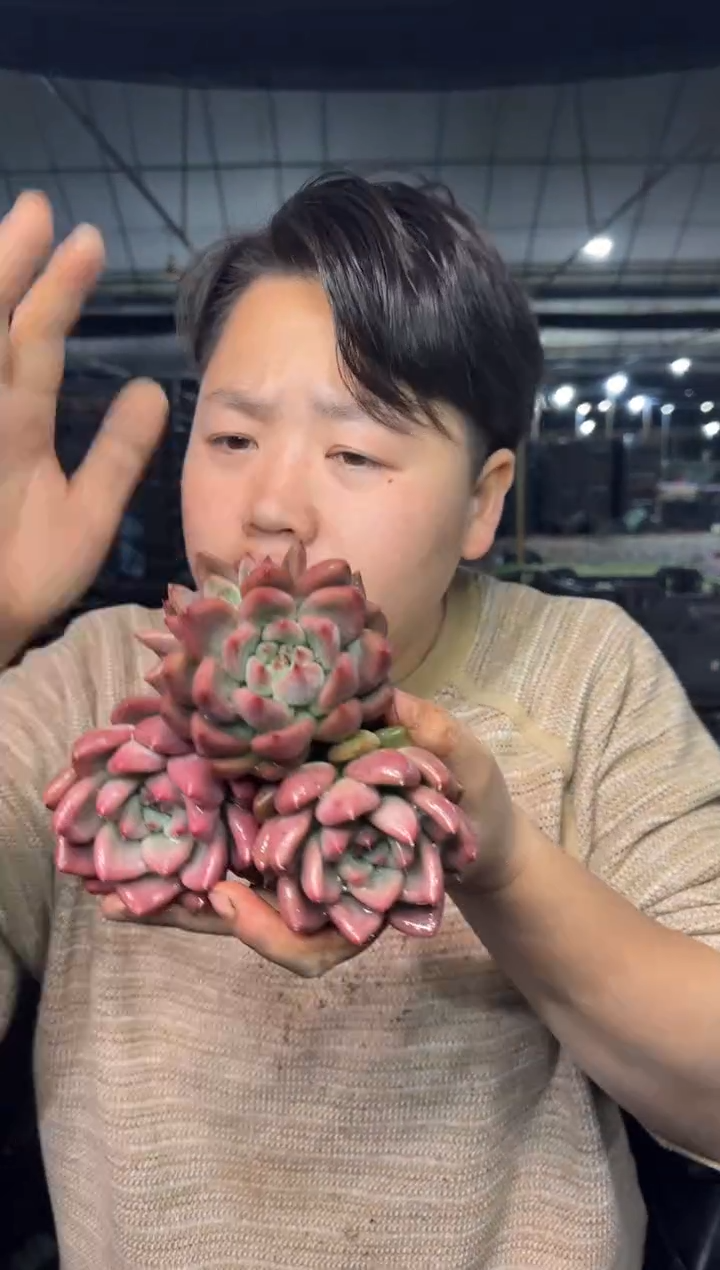 婚戒3颗   5    
