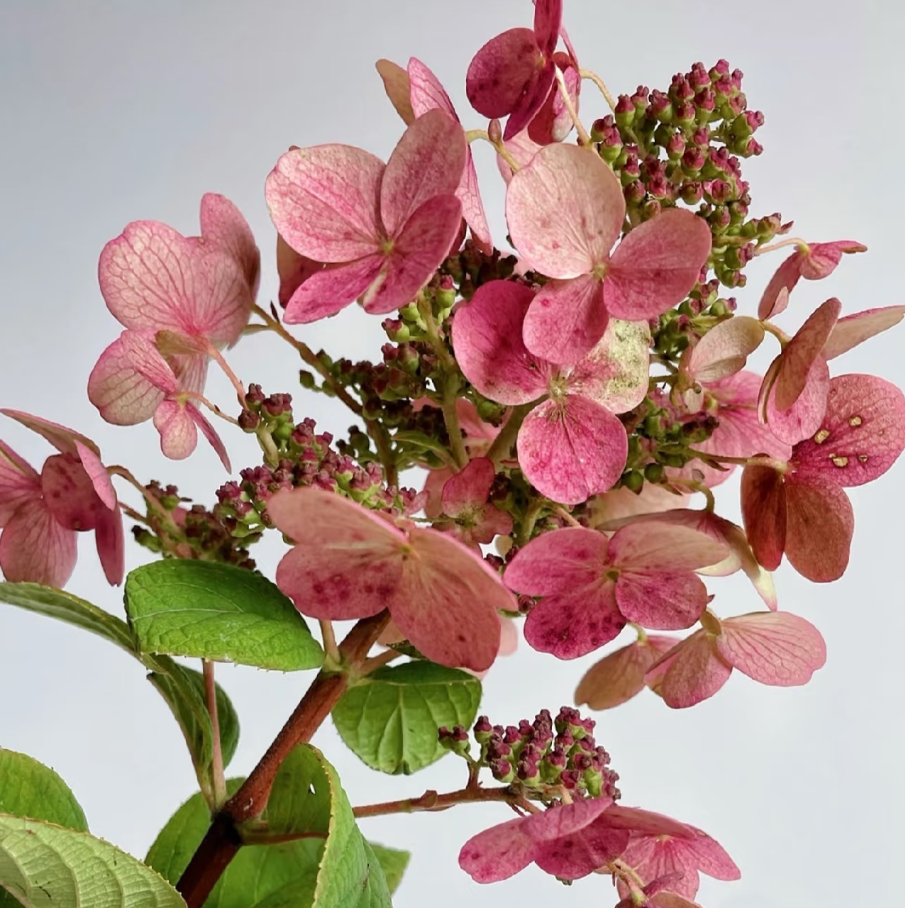 【吉米】欧洲木绣球红宝石拖鞋栎叶玫瑰耐寒耐热老桩阳台庭院多年生