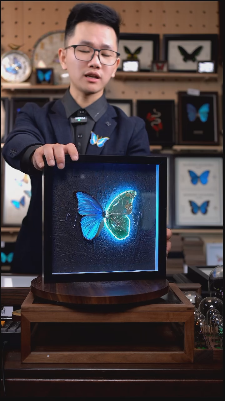 大蓝闪蝶标本机械款