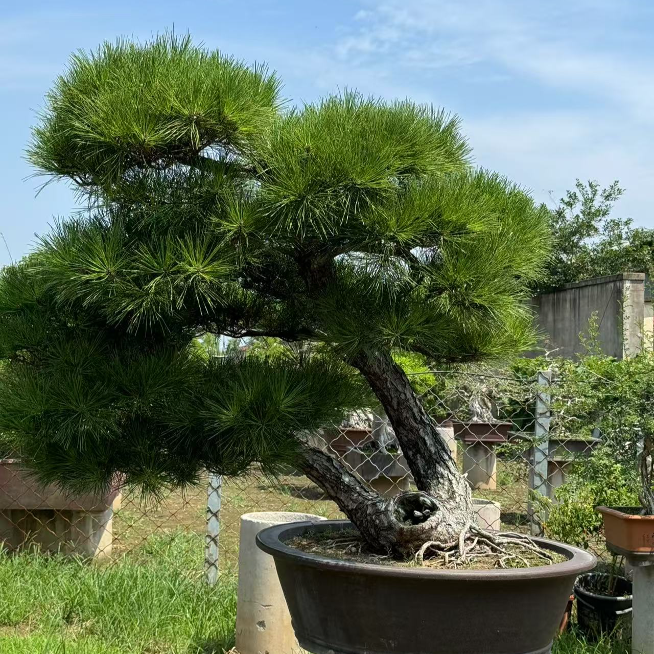 庭院杂木盆景松柏桃金娘石楠花直播间专属链接一物一拍都美竹附石