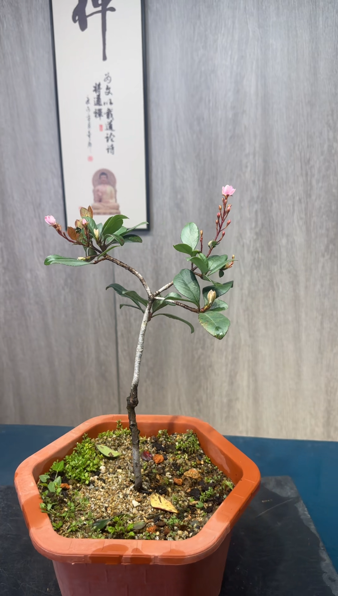 【闪购商品】盆景春花