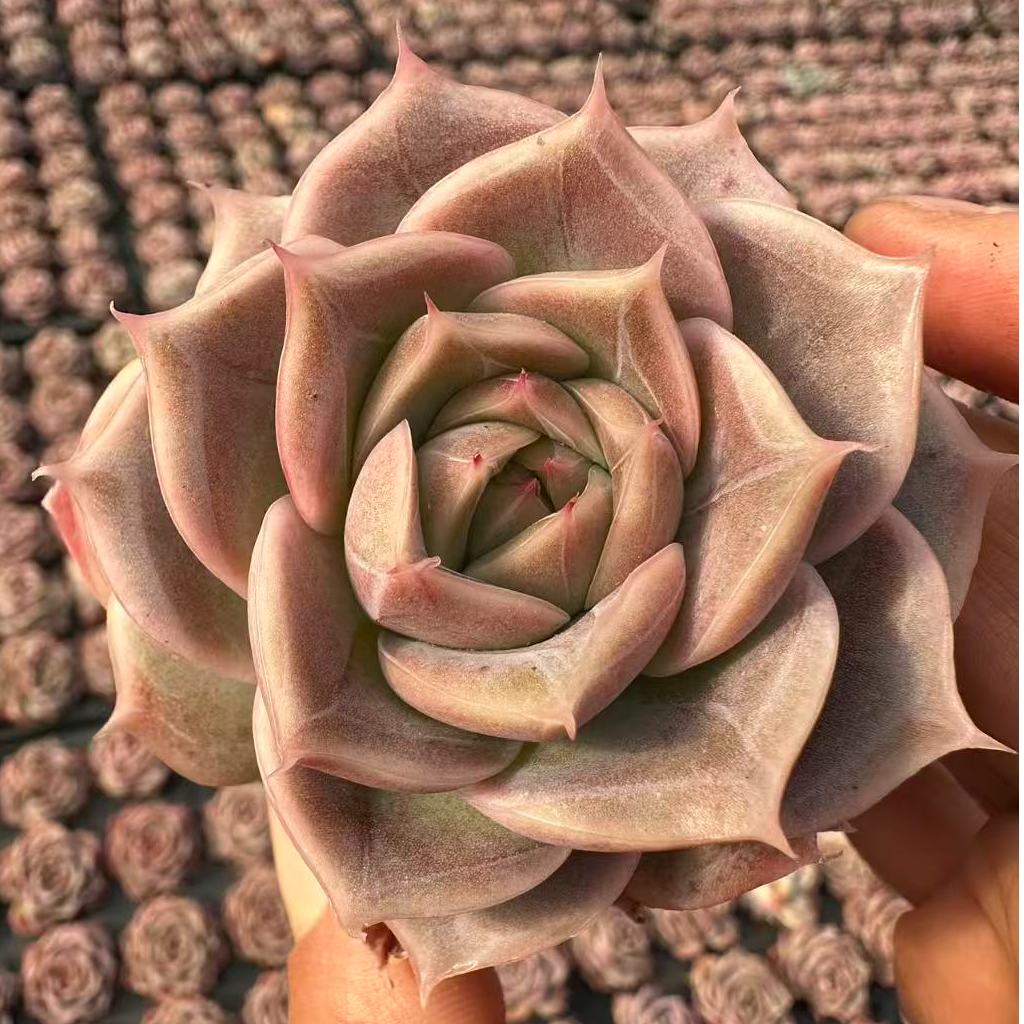 6#画心多肉植物     前男友精品多肉sm0952