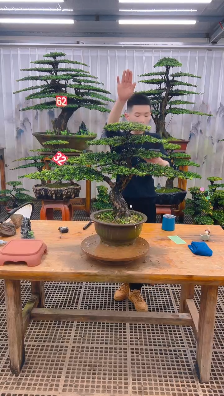 无花朵怡*精品盆景直播间一物一拍