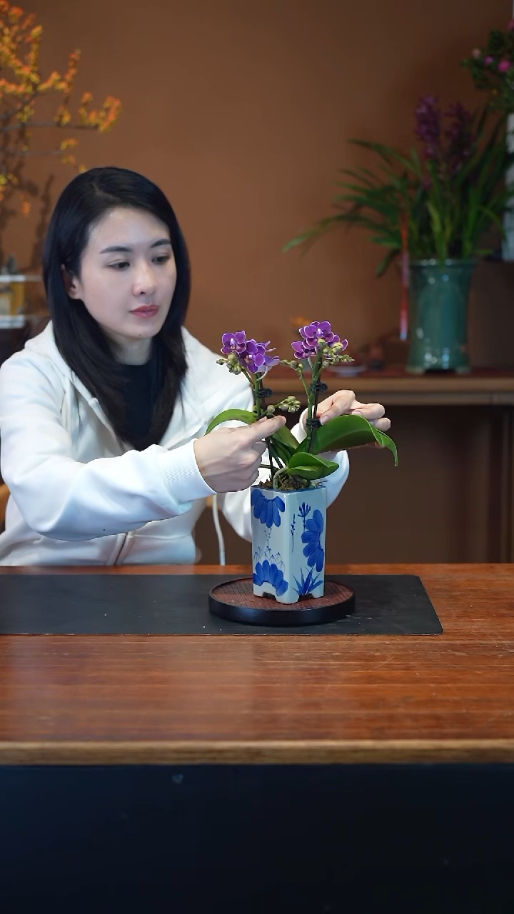 全部花朵蝴蝶兰盆景盆景盆景