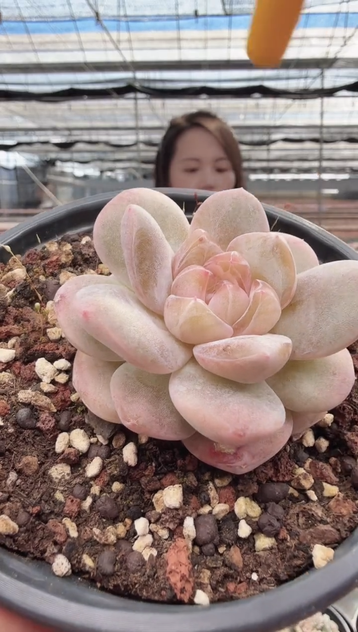 东云多肉园新款-79