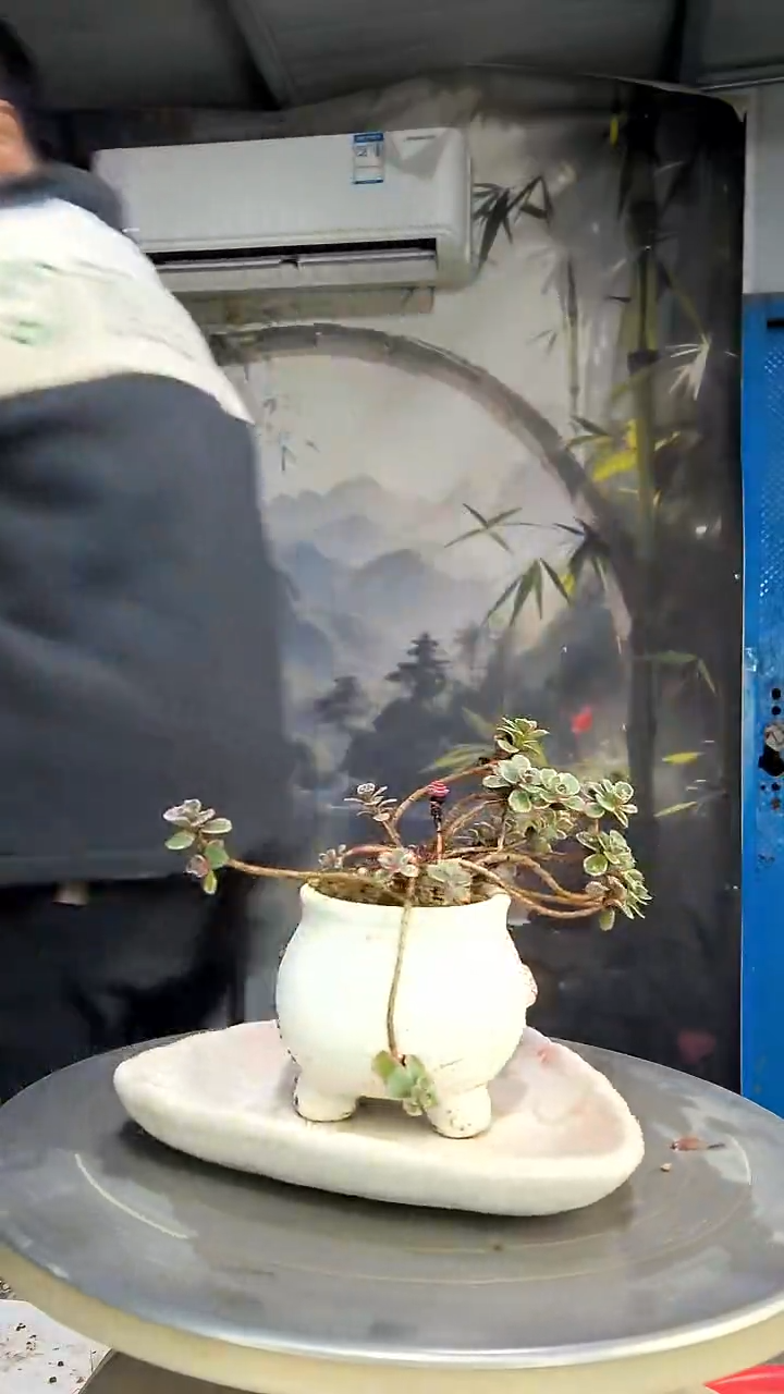 N****H中青园艺一物一拍花40