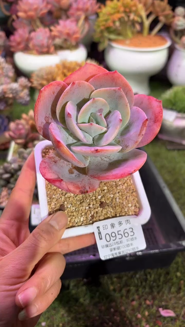 【闪购商品】09563