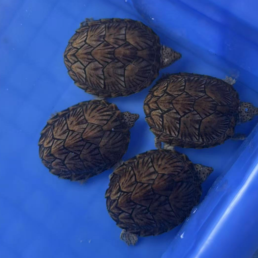 龟活体外塘宠物观赏龟大小规格多样剃刀头盔麝香果核