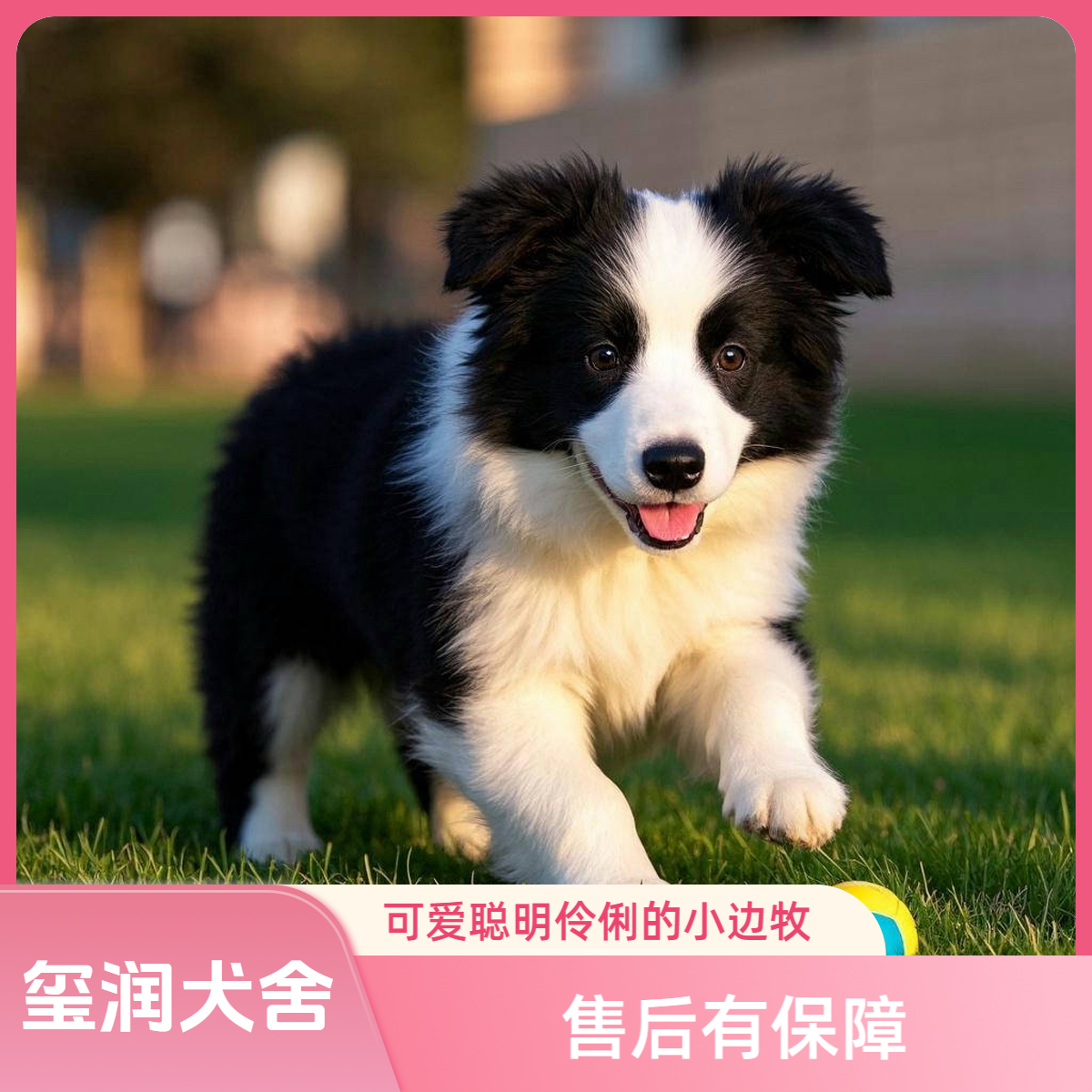 【玺润犬舍专属】边牧犬活体狗狗全款安哥拉链接