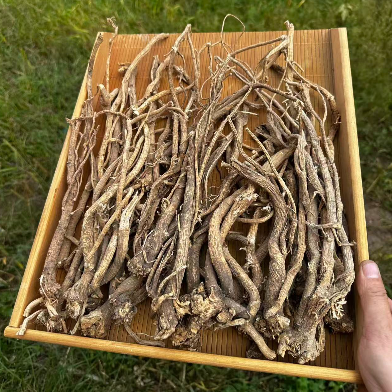 【东北黄芪】东北黄芪优质无硫干货可搭配人参枸杞北黄芪