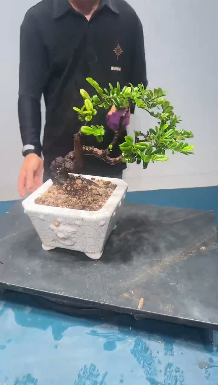 无花朵海岛翠米茶