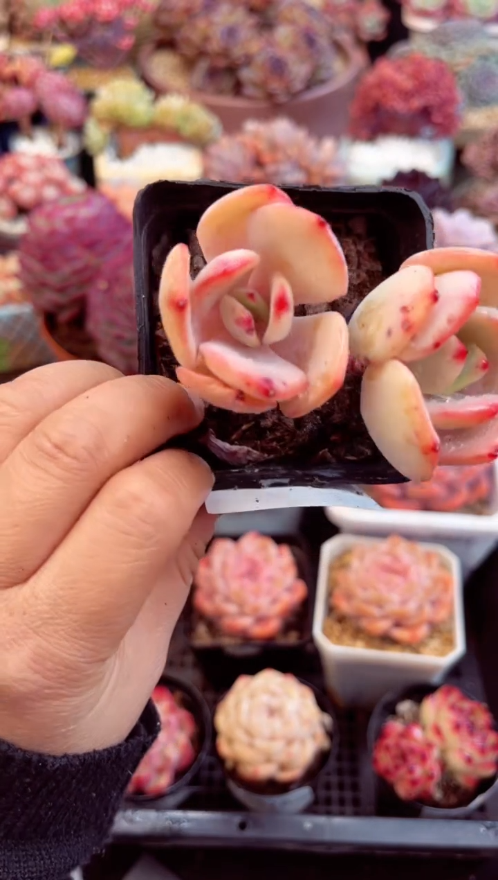 【闪购商品】8380双头白月光多肉