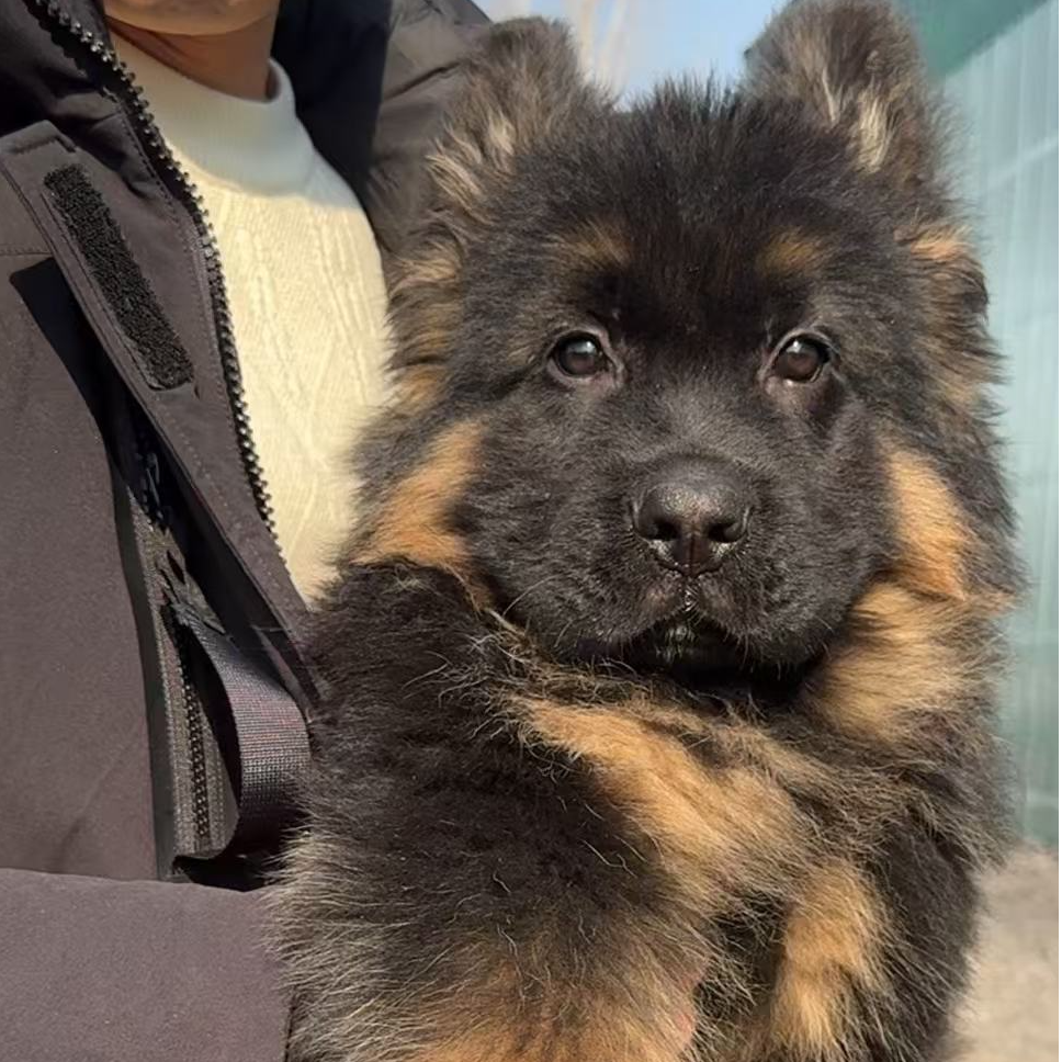 西德德牧羊犬幼犬正宗纯活体宠物狗狗