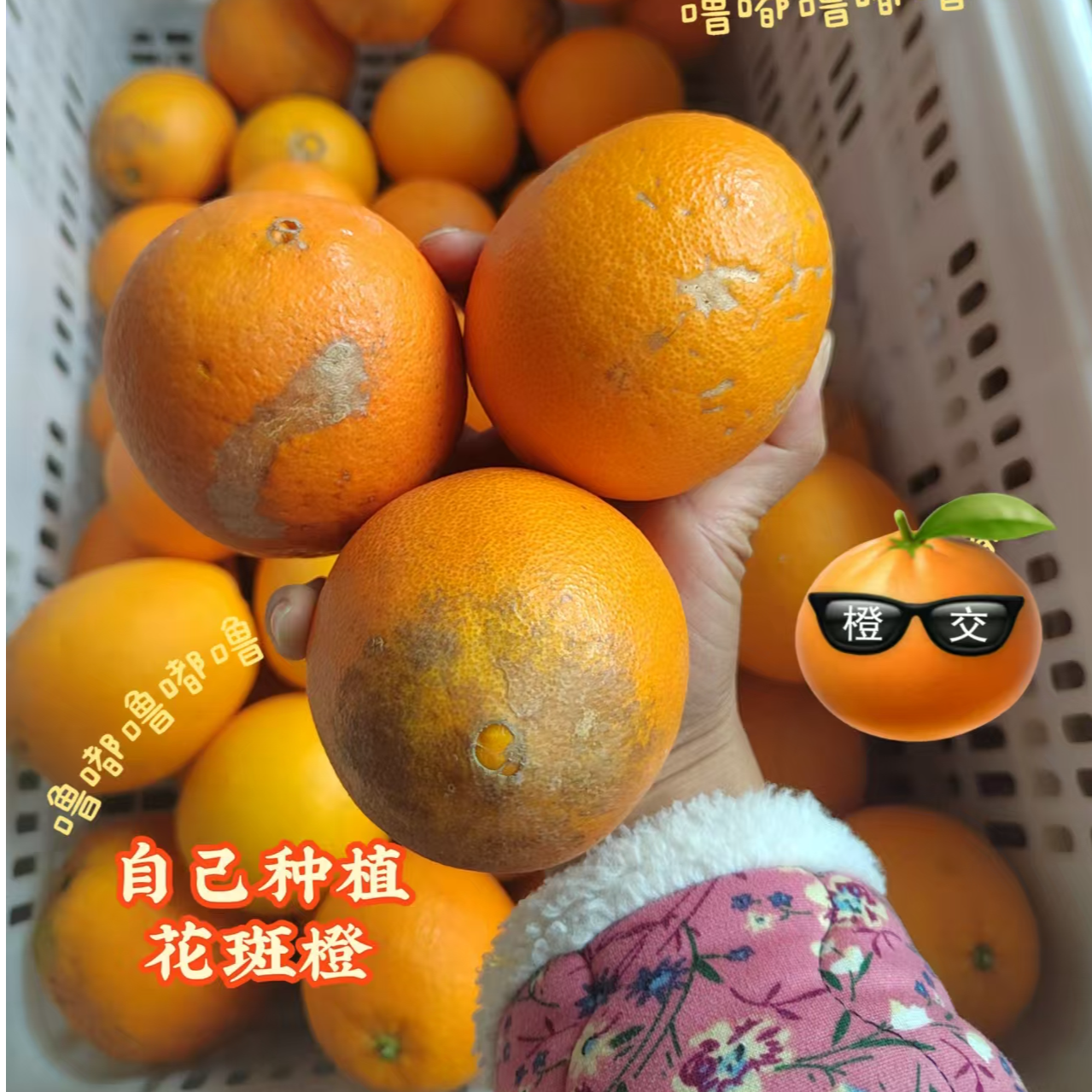 花斑橙特价 赣南脐橙原产地寻乌果园直发新鲜应季水果脐橙