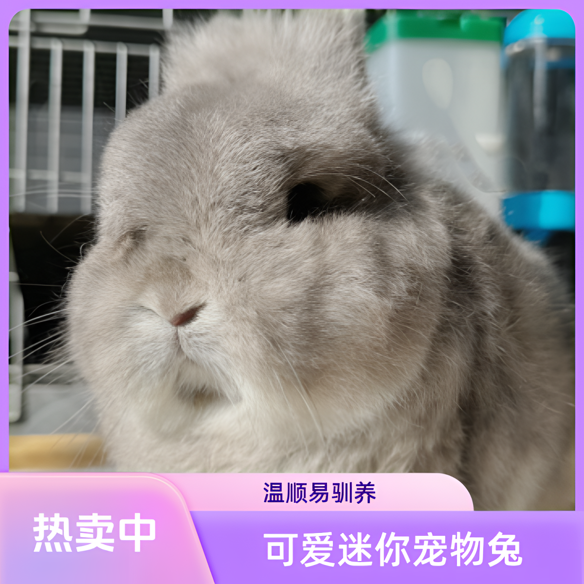 双血统侏儒兔迷你宠物兔兔子活体