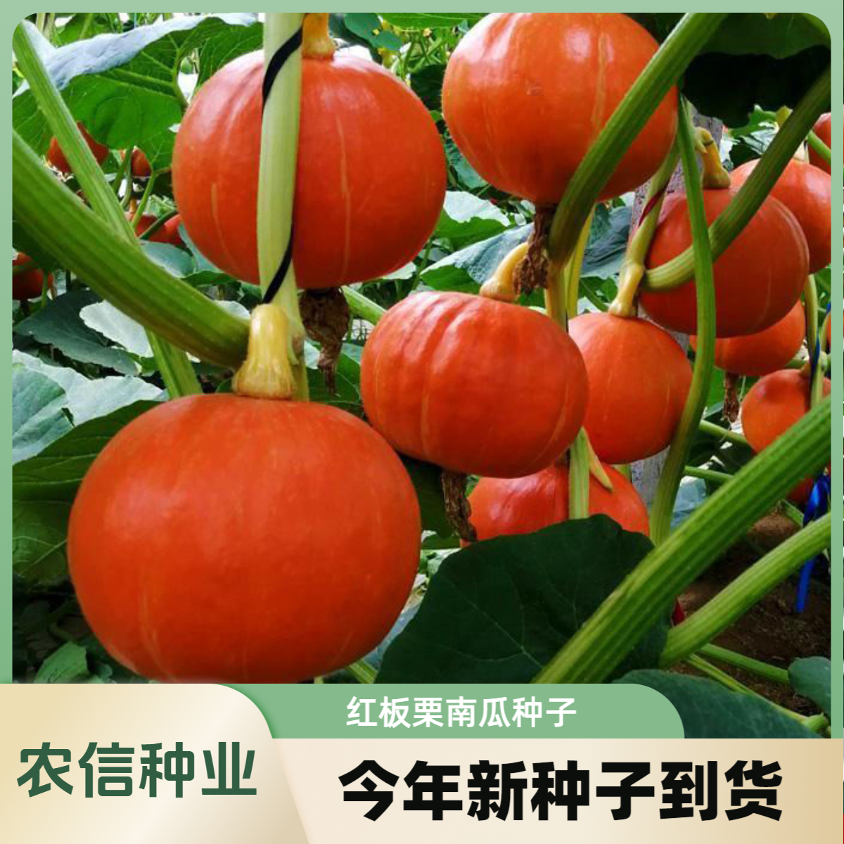 【全店满5元包邮】红甜栗红皮南瓜种子新品种红板栗南瓜小金瓜贝