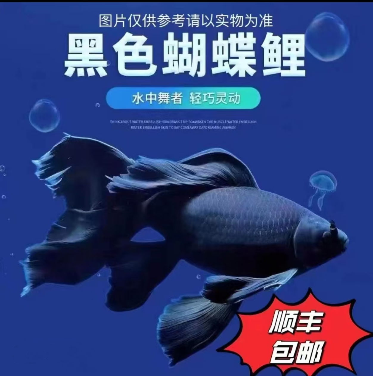 三胖精品蝴蝶鲤2号链接