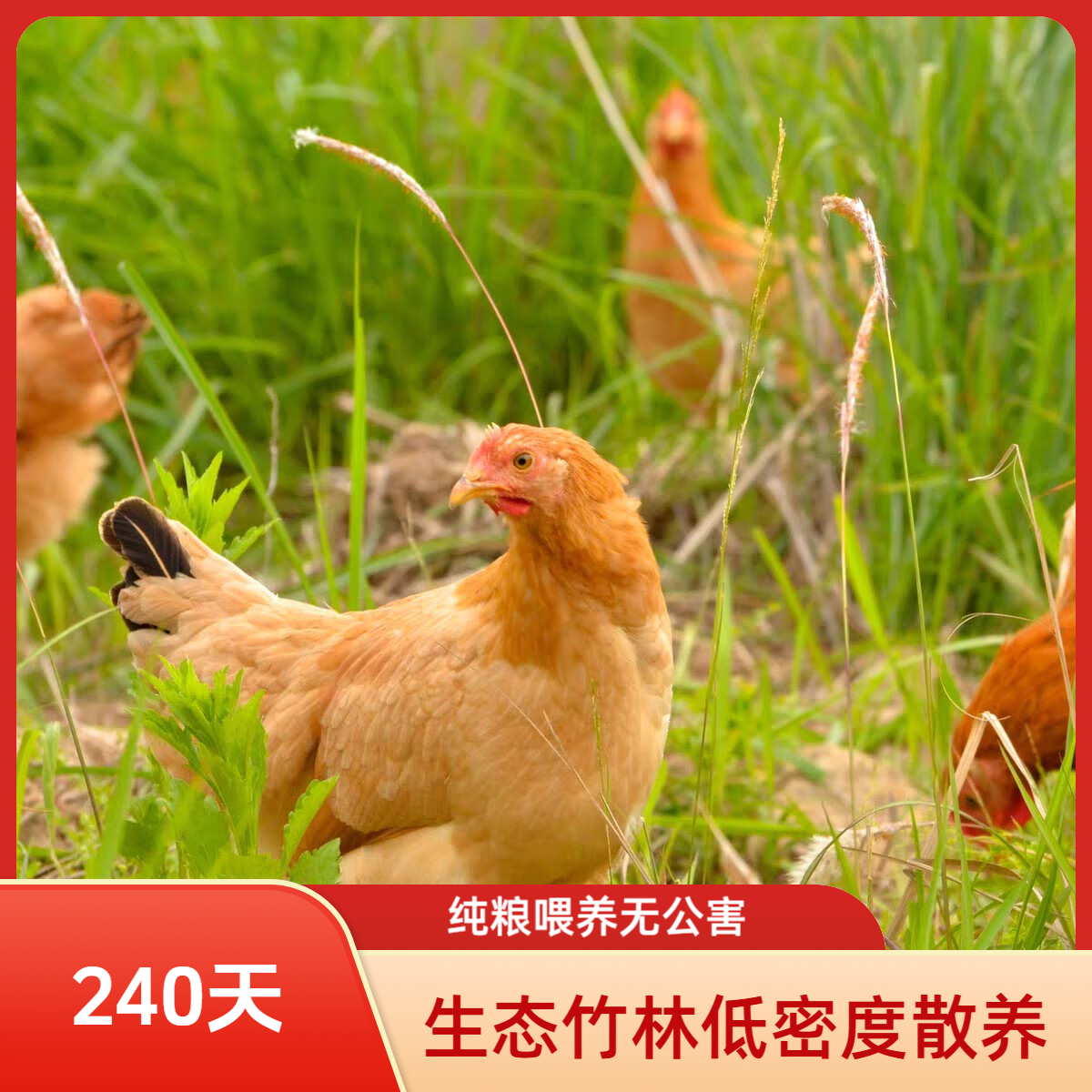 【皖南土鸡+童子鸡】生态竹林散养土鸡纯粮喂养清蒸红烧煲汤