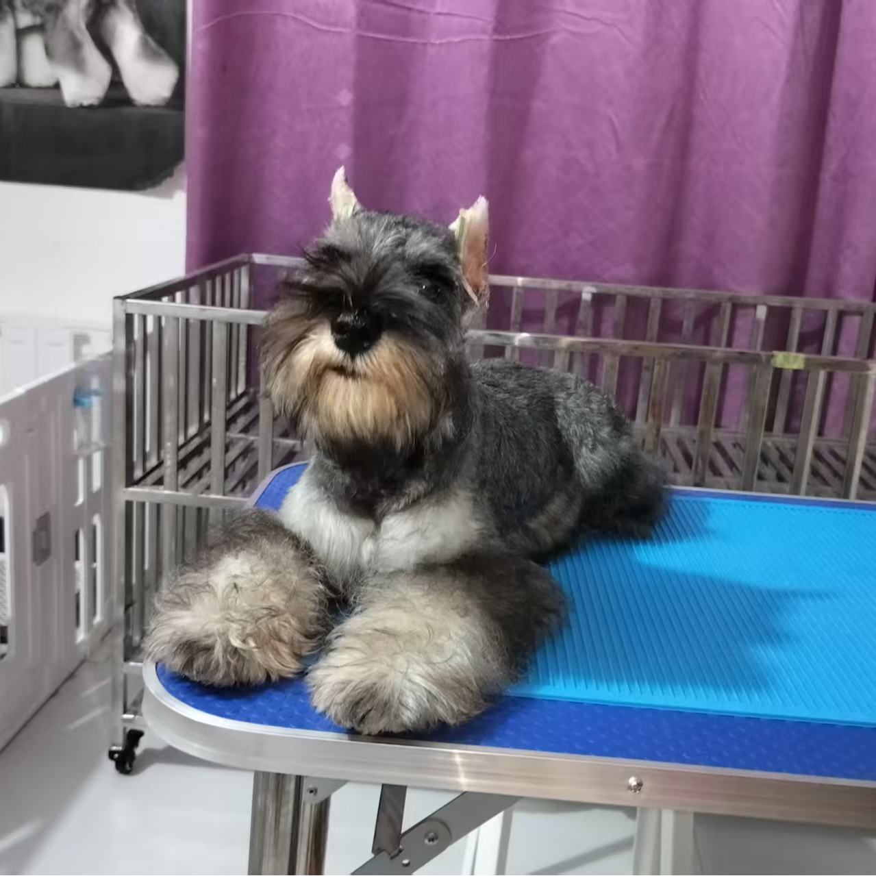 （郑州恺瑞犬舍）雪纳瑞狗狗活体链接