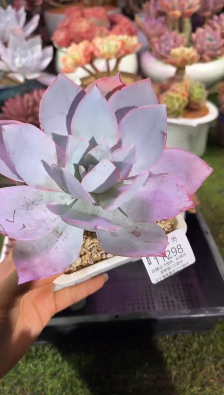 【闪购商品】11298