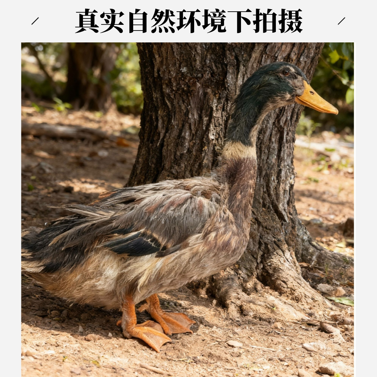 【深莞同城小时达】现点现宰 慢养跑山青头老鸭  天然散养 肉质鲜美 红烧/白切柠檬鸭/五香卤鸭/酸萝卜老鸭汤