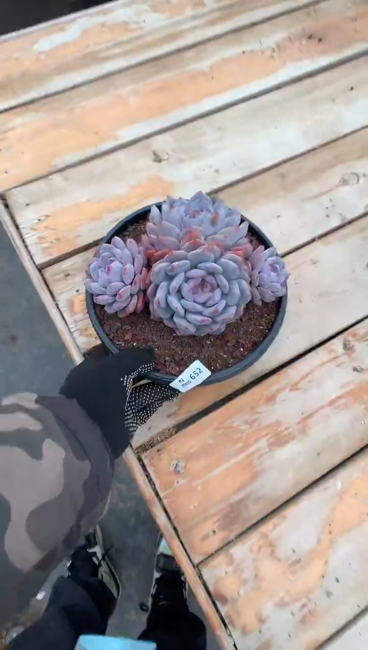 652紫皮橙多肉植物一物一拍
