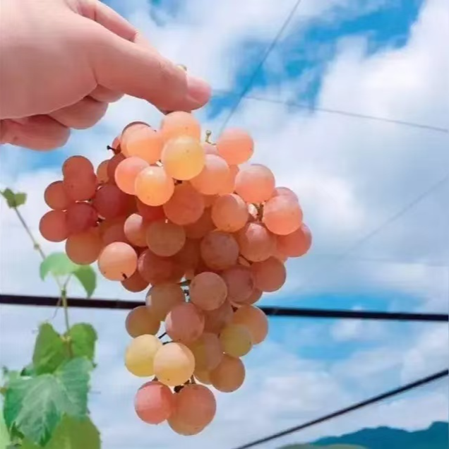 寒香蜜葡萄树苗南方北方种植基地直发带土发货