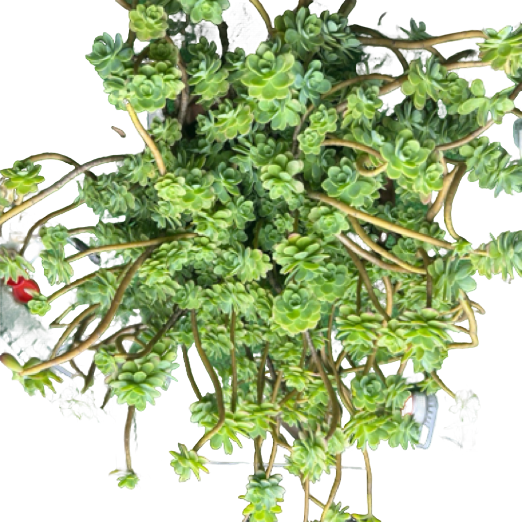 （精控薄化妆）整桩老桩飘枝妖装法师缀化单头捧花整群盆栽盆景多