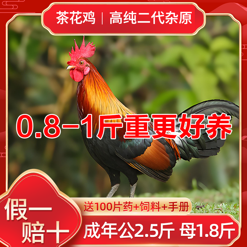  云南茶花半大鸡活鸡苗白耳杂原鸡长尾鸡观赏鸡宠物鸡