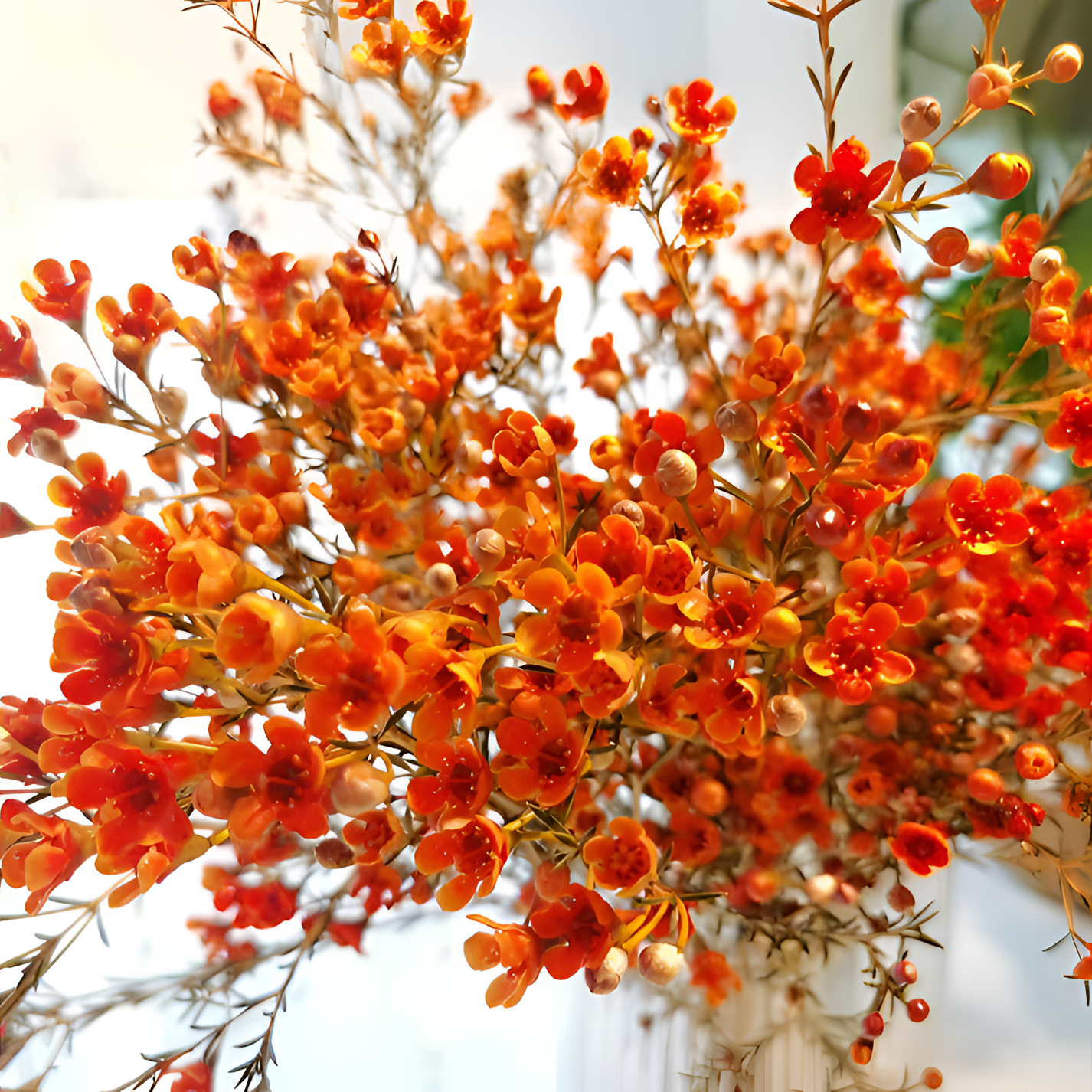 【银座鲜花】平头腊梅 橙配花原装整扎若干支每扎2单包邮鲜切花家居花生活鲜花