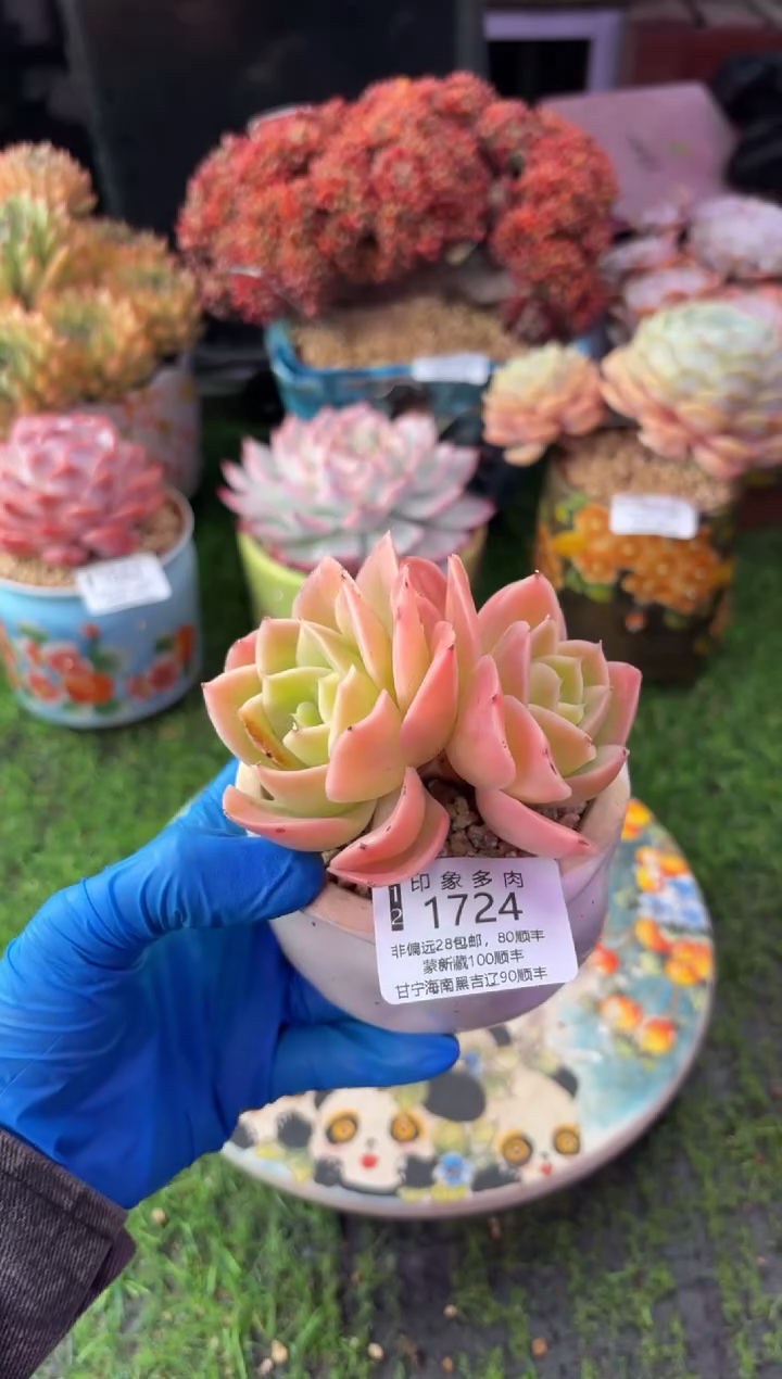 昆明印象多肉1724
