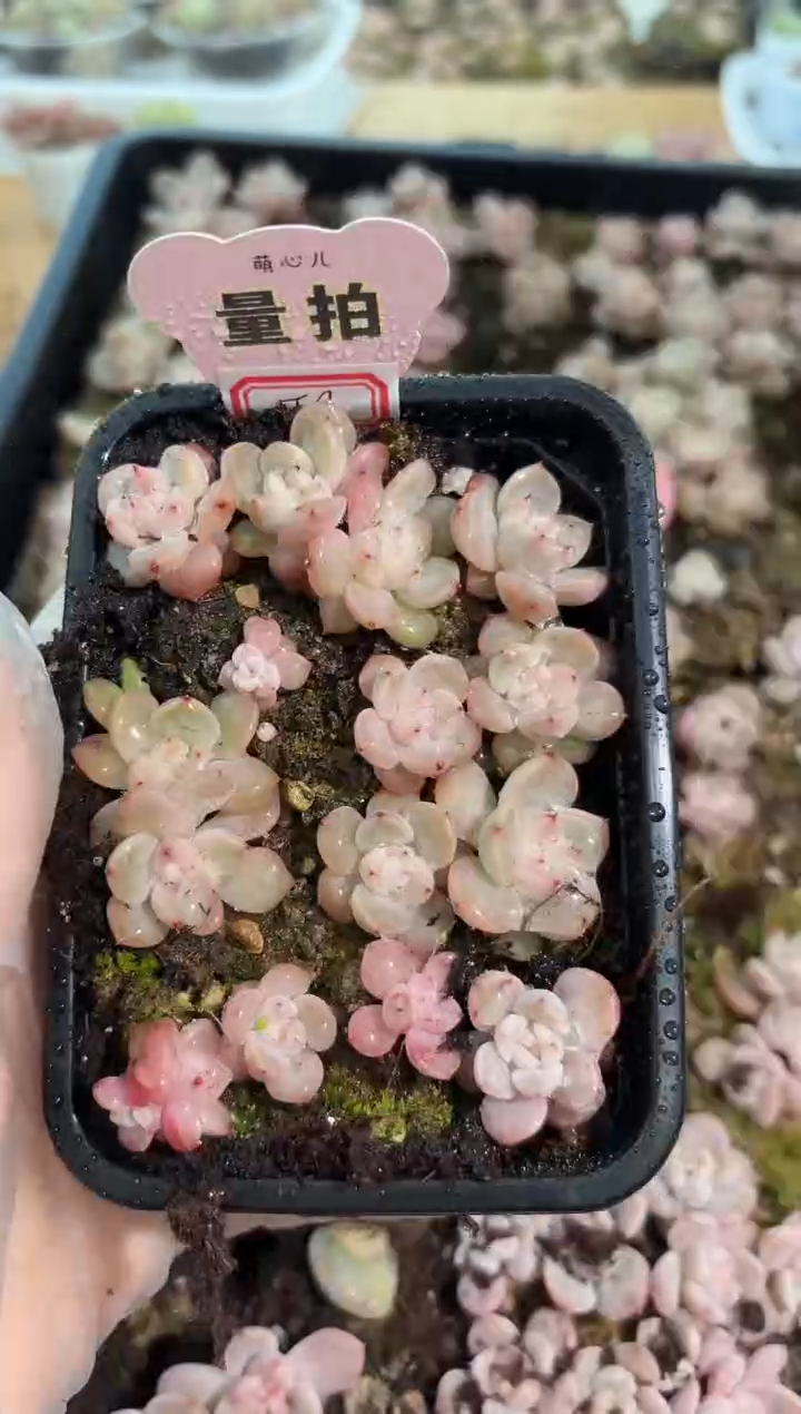 T9粉甜心切糕1盒 量拍多肉植物