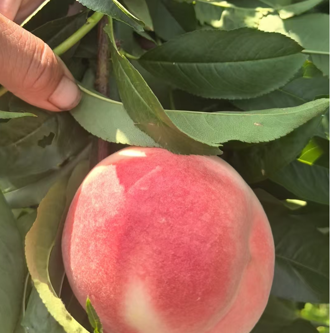 早熟离核全红蜜苹果桃