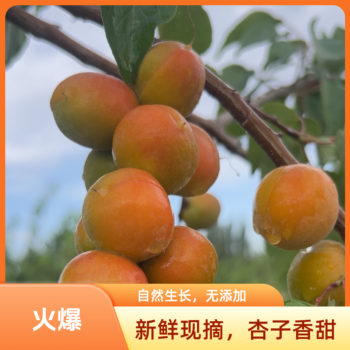 【新疆杏】一级吊干杏顺空运直发