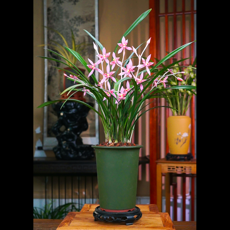 建兰 带花苞 [画中仙子]  八大红花铭品老种叶艺草 兰草盆栽