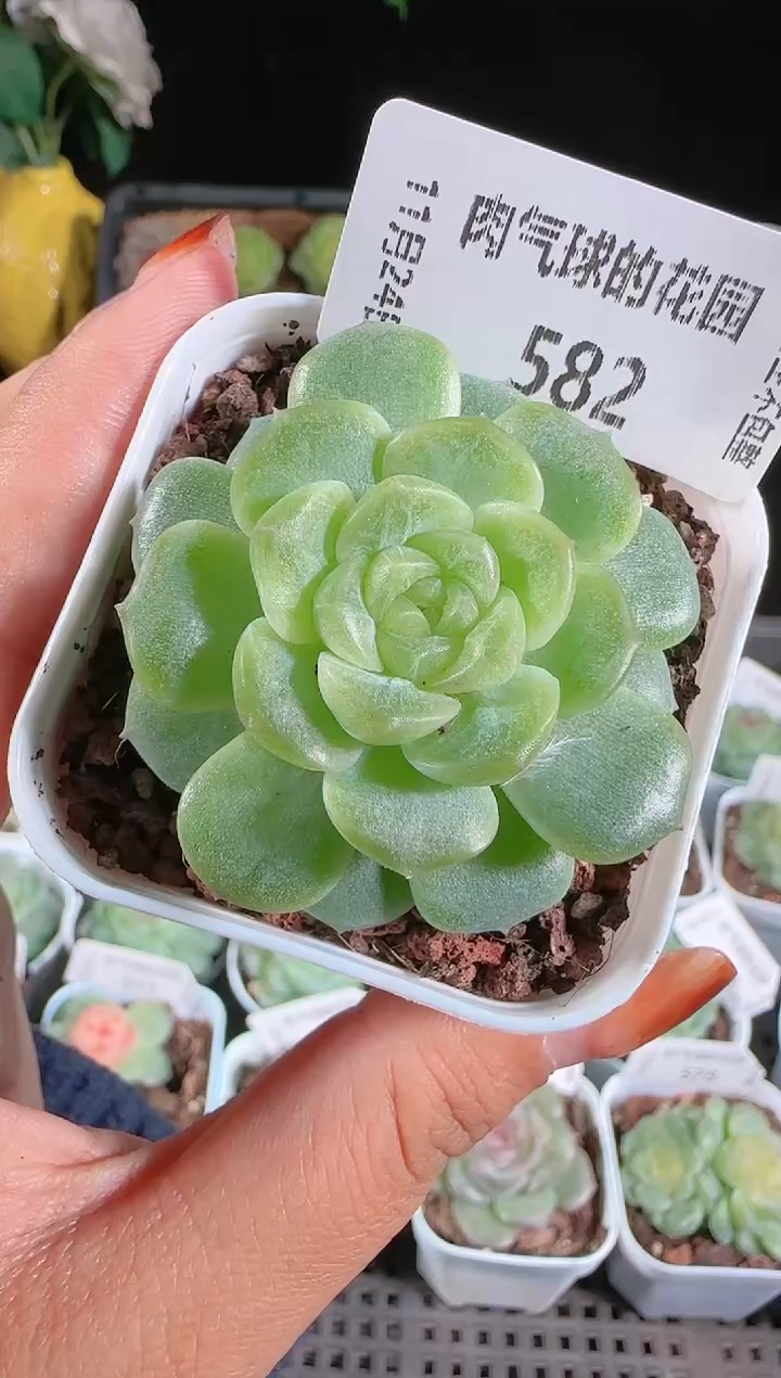 1124-582无尽灯群生不包整