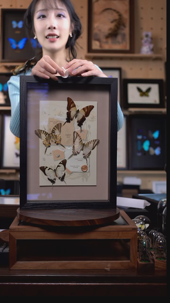 蝴蝶标本摆件竞拍j47