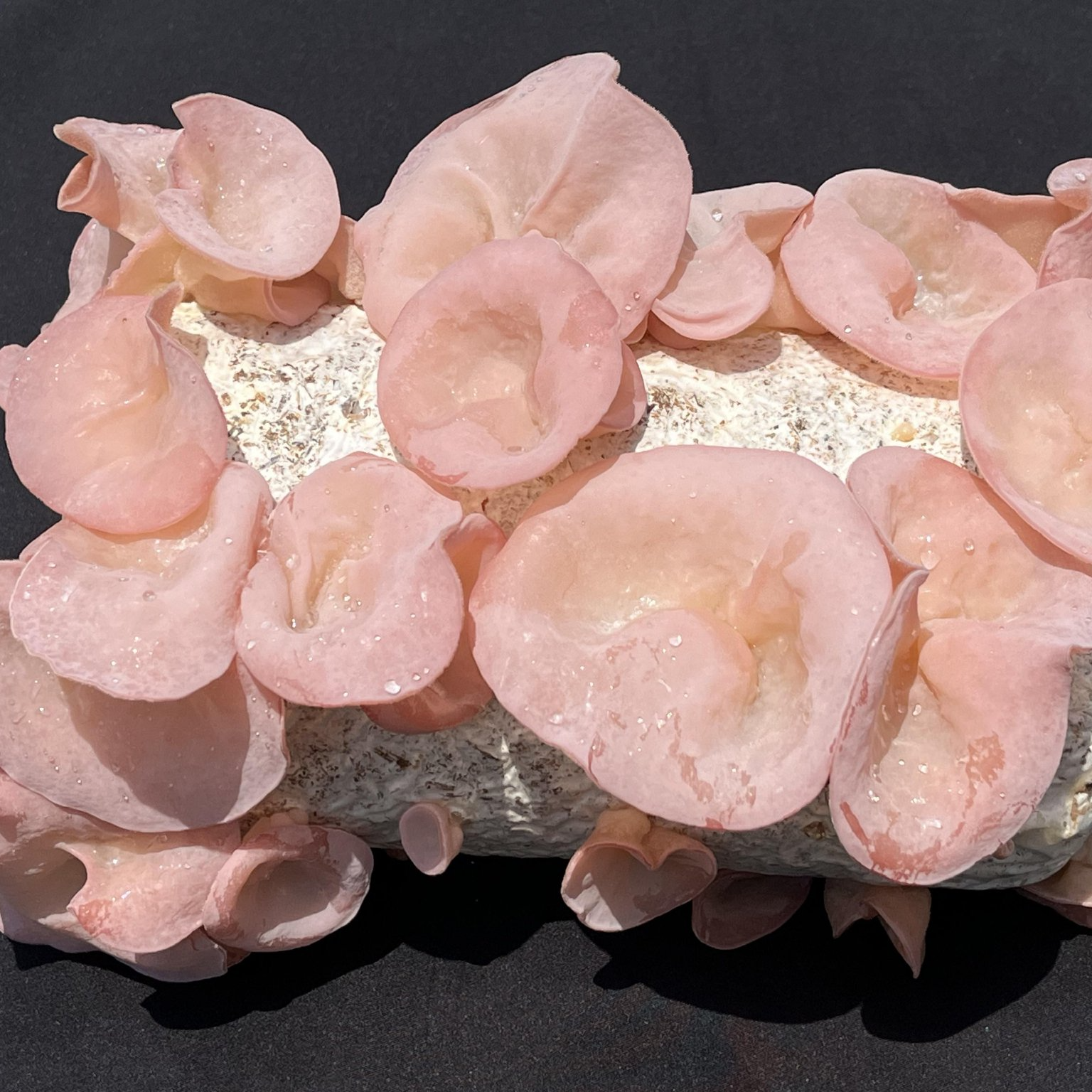 粉木耳东北黑龙江东宁干粉木耳头茬肉厚无根脆爽软糯