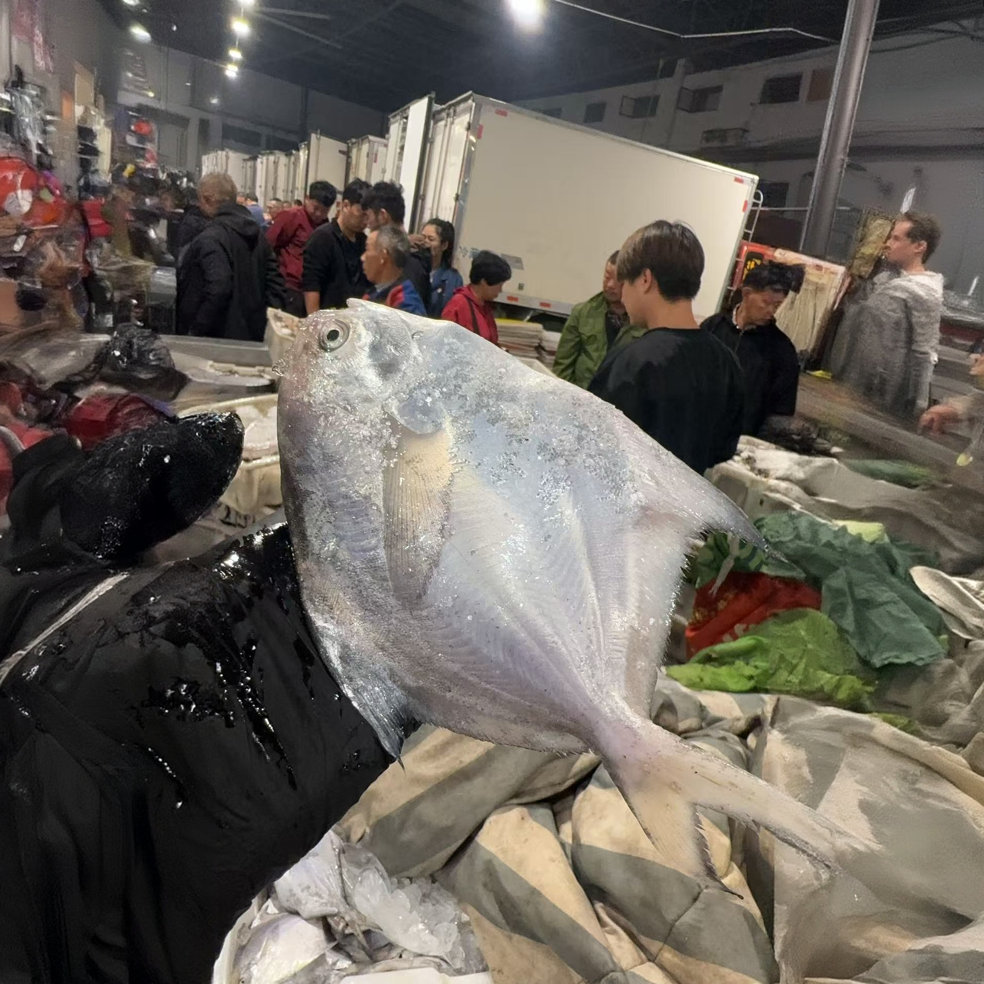 【4斤鲳鱼】台州本港野生流网海捕白鲳银鲳顺丰包邮