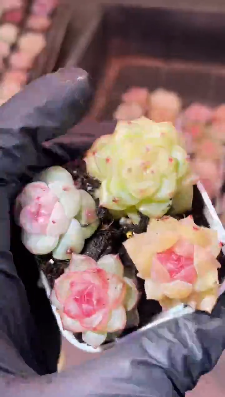 32-91 新爆闪1-2厘米量拍发4颗