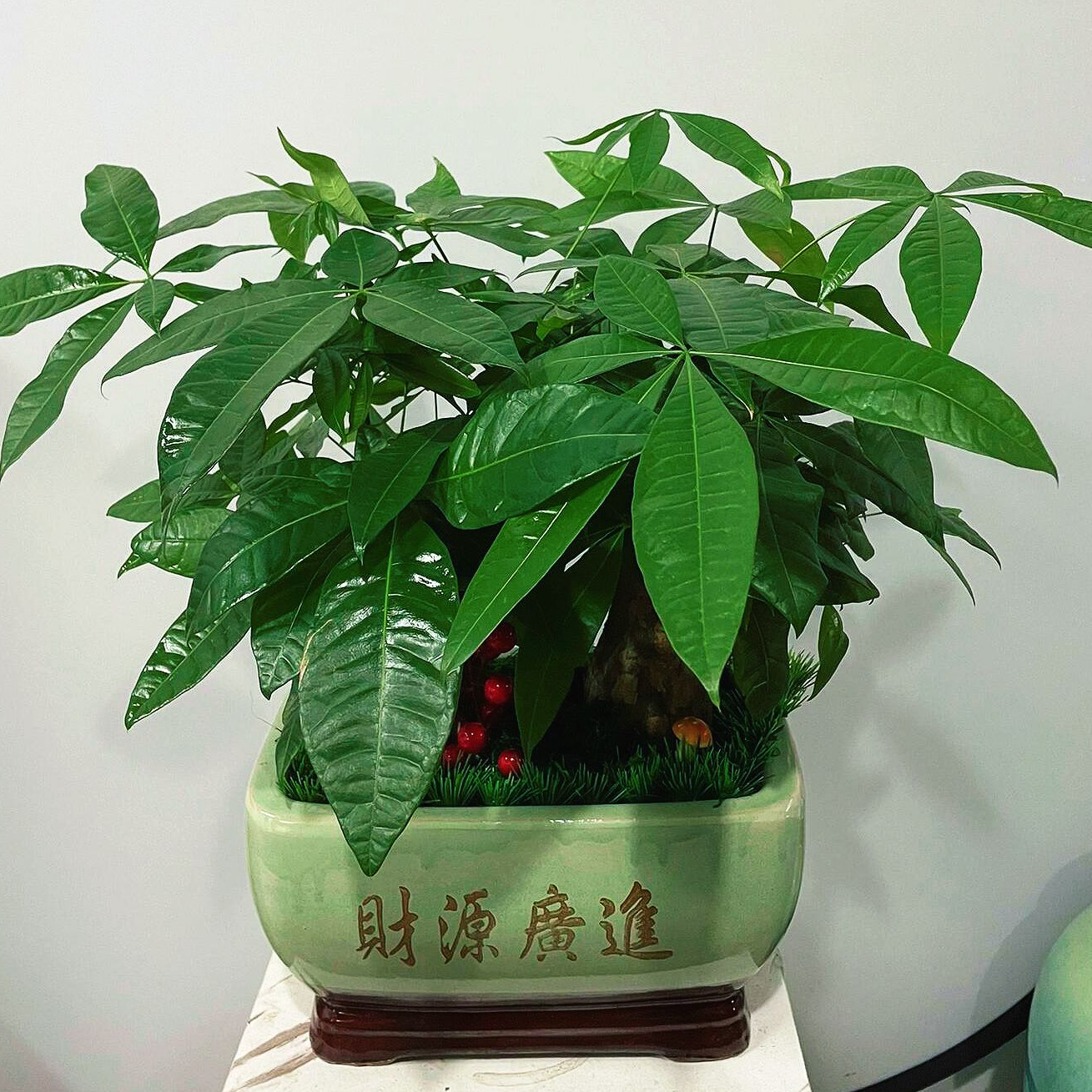 精品盆栽·【招财进宝】步步高绿植发财树盆栽开业乔迁（盆子随机）全国同城花店订购同城配送鲜花小时达鲜花团购