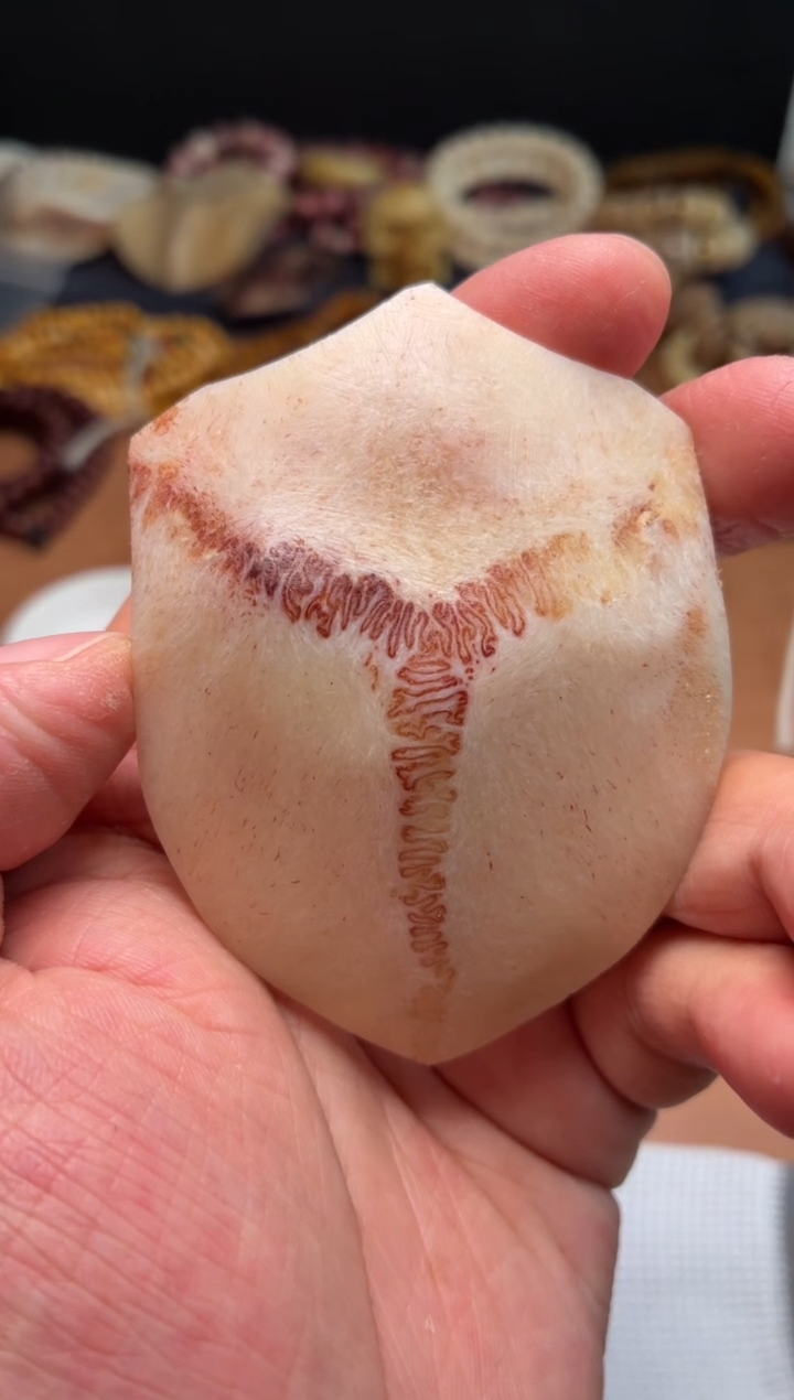 鹿骨其他杂件511-母鹿三界