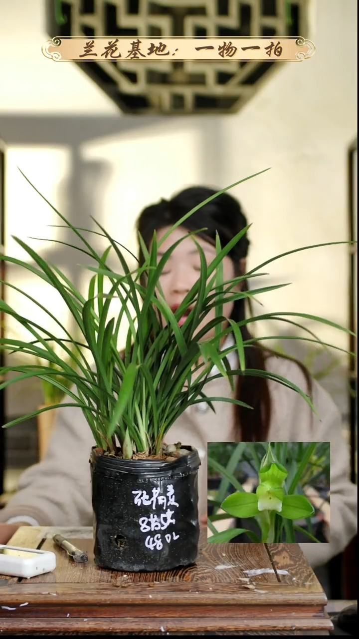 完全开放张荷素8苗5花苞