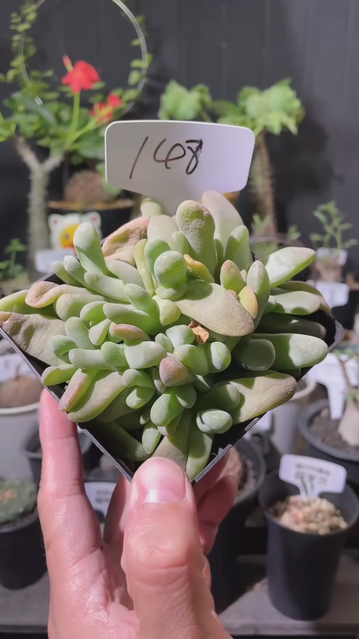 148号608福利舌叶花