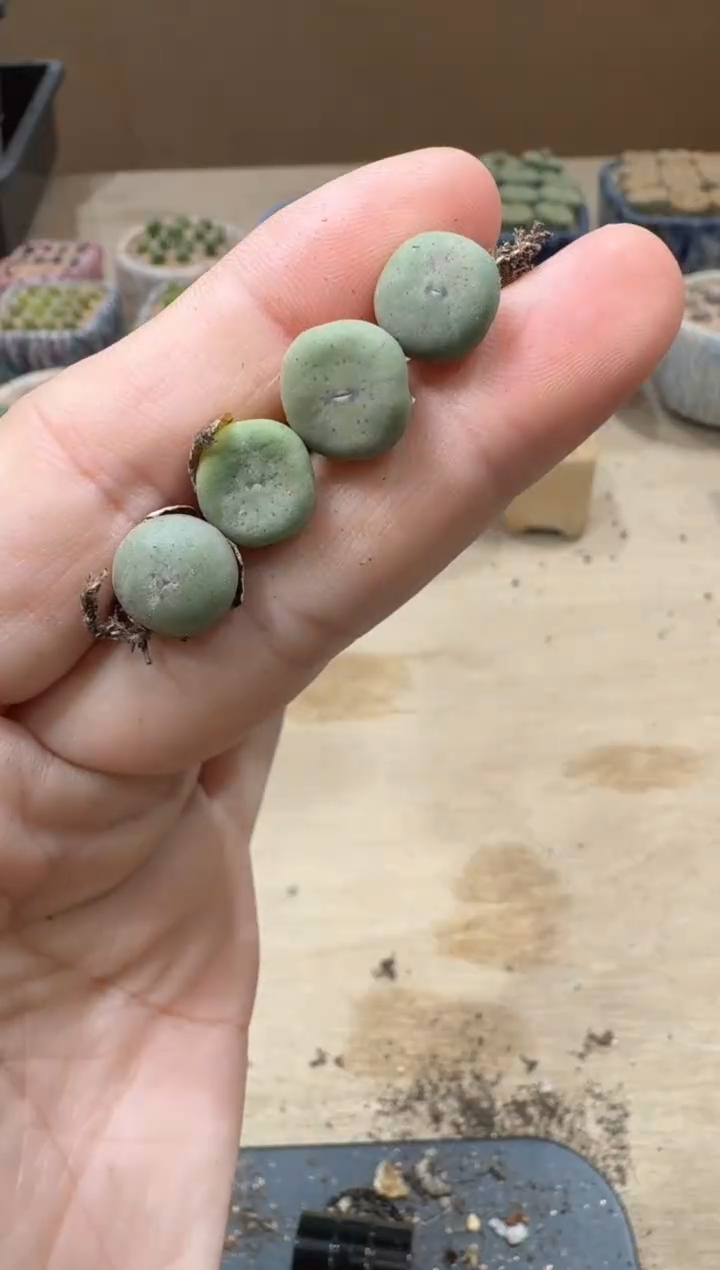 13-128多肉植物肉锥