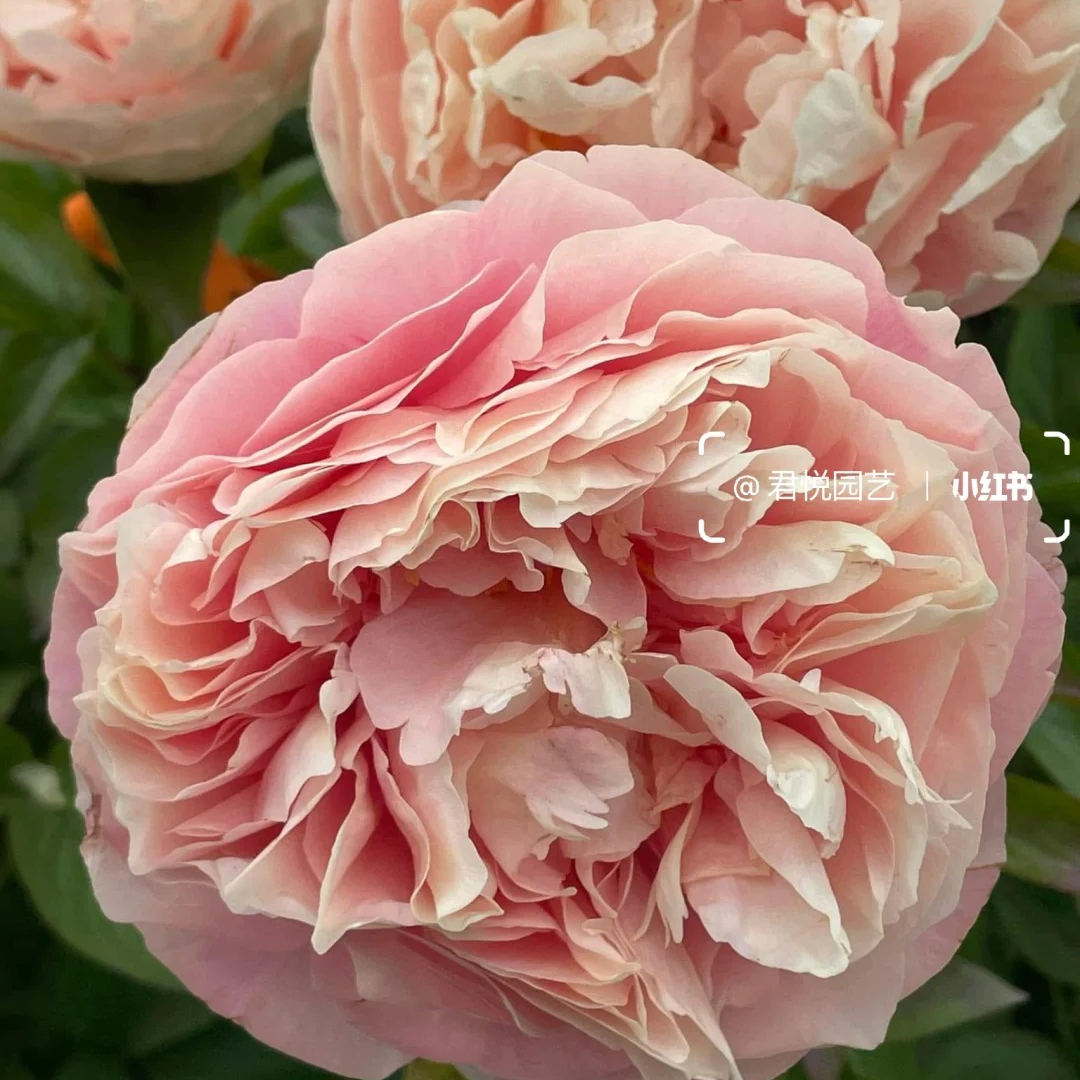 【 拜占庭】 进口芍药