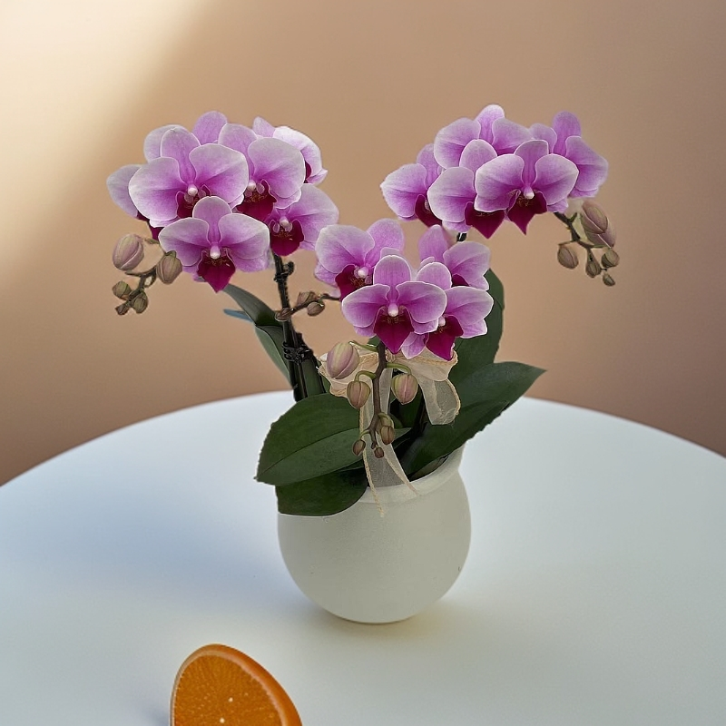 粉紫色绝代双骄蝴蝶兰室内观赏植物送礼佳品带花发货